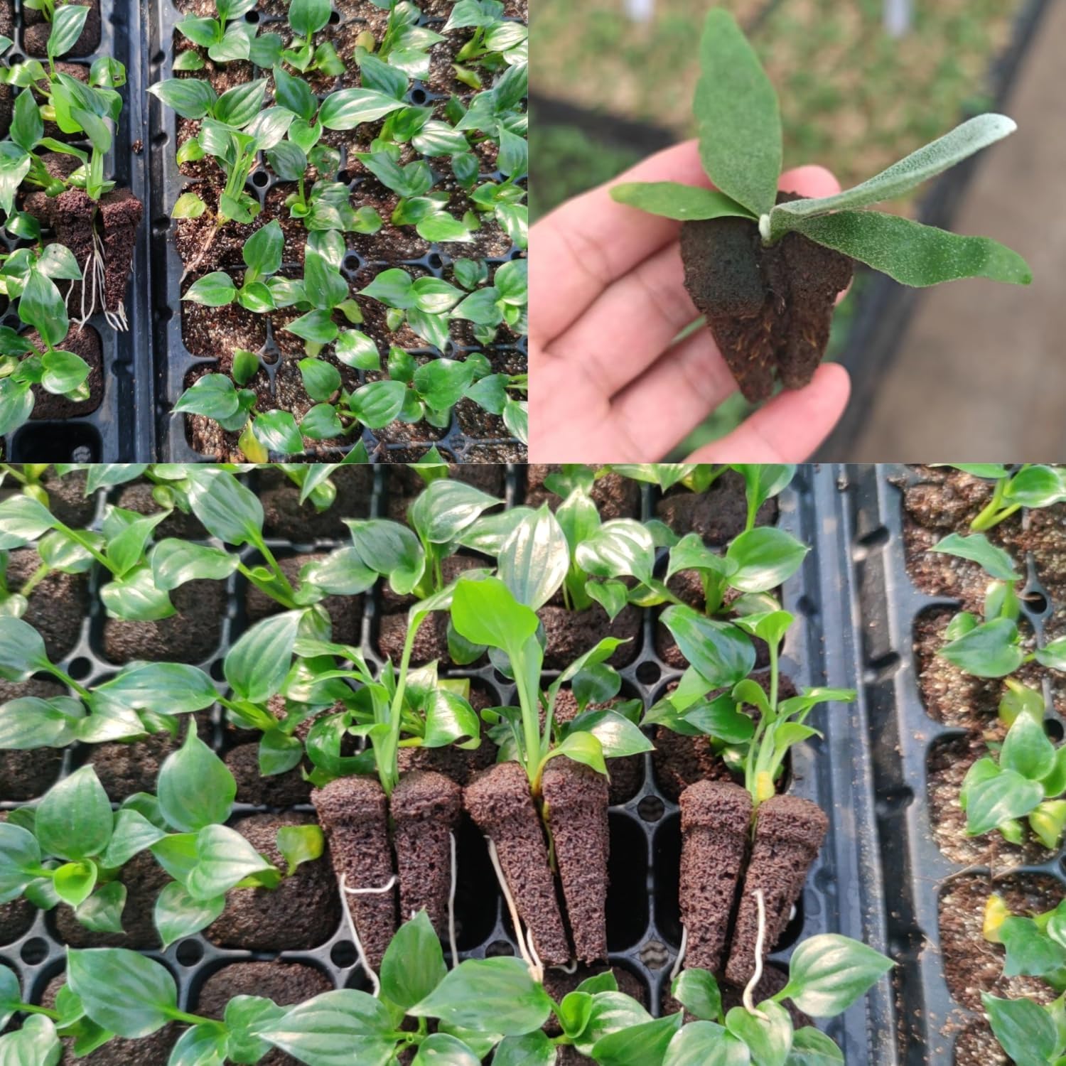 Hydroponic Rapid Grow Rooting  - огляд і ціна Nursery